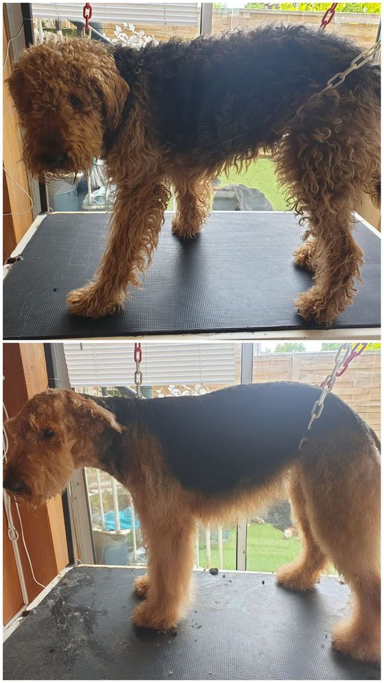 Chien avant et après toilettage