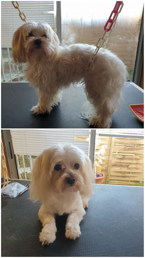 Chien avant et après toilettage