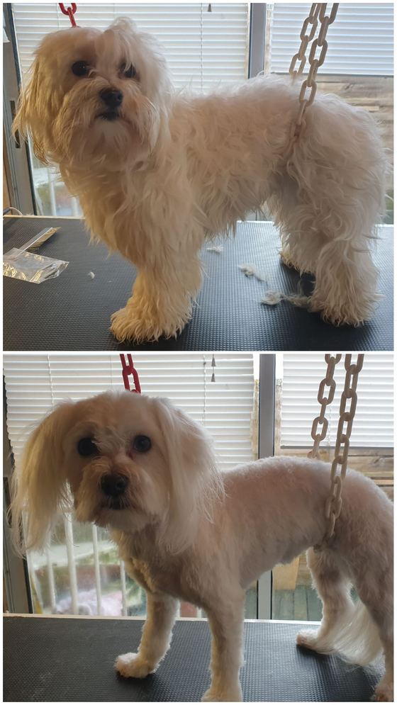 Chien avant et après toilettage