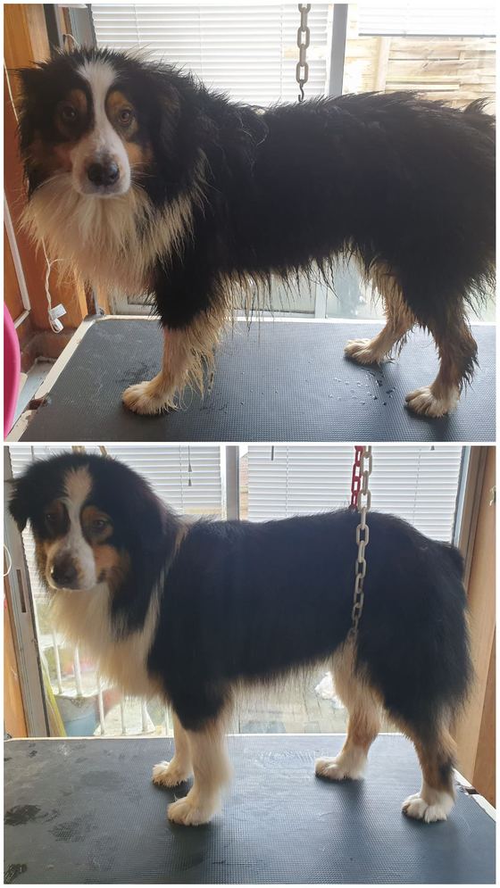 Chien avant et après toilettage