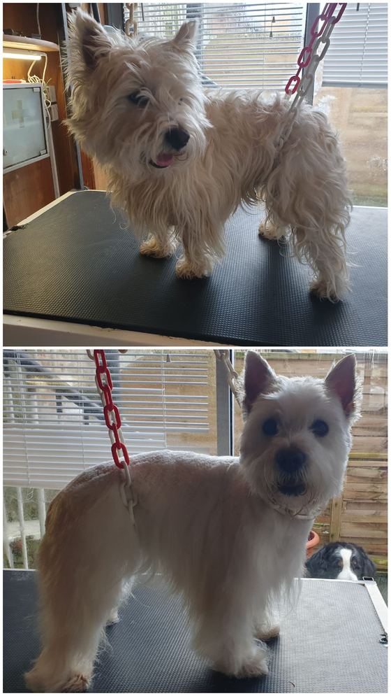 Chien avant et après toilettage