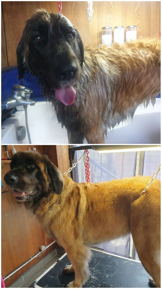 Chien avant et après toilettage