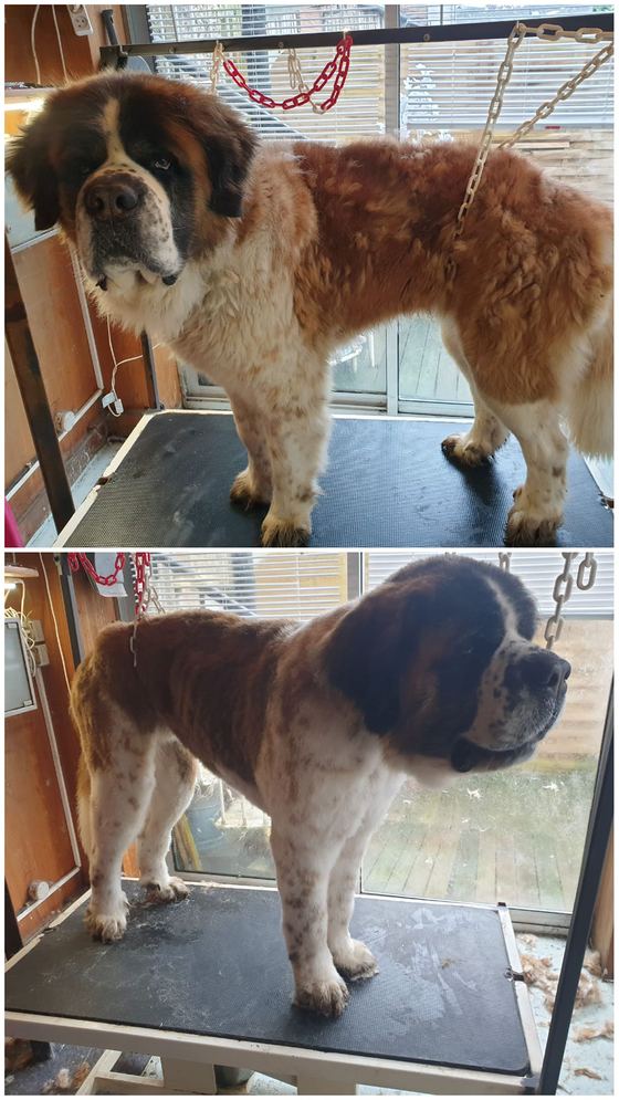 Chien avant et après toilettage