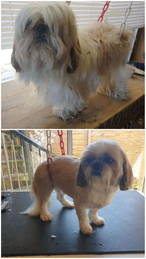 Chien avant et après toilettage