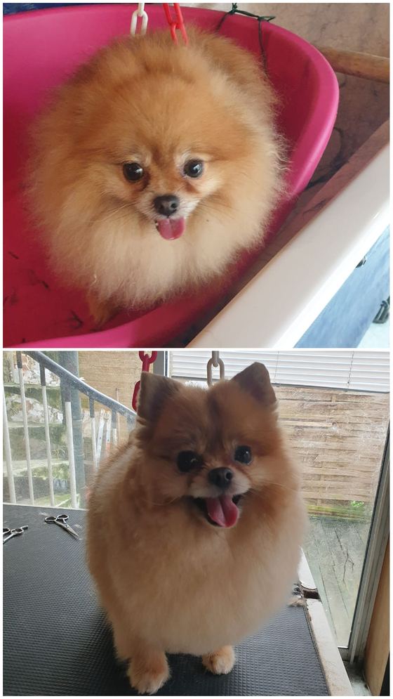 Chien avant et après toilettage