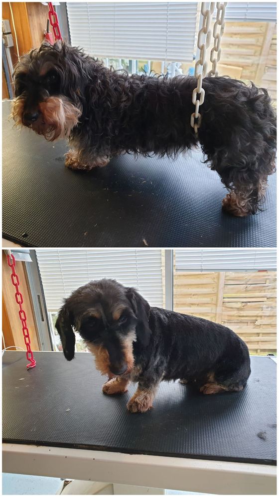 Chien avant et après toilettage