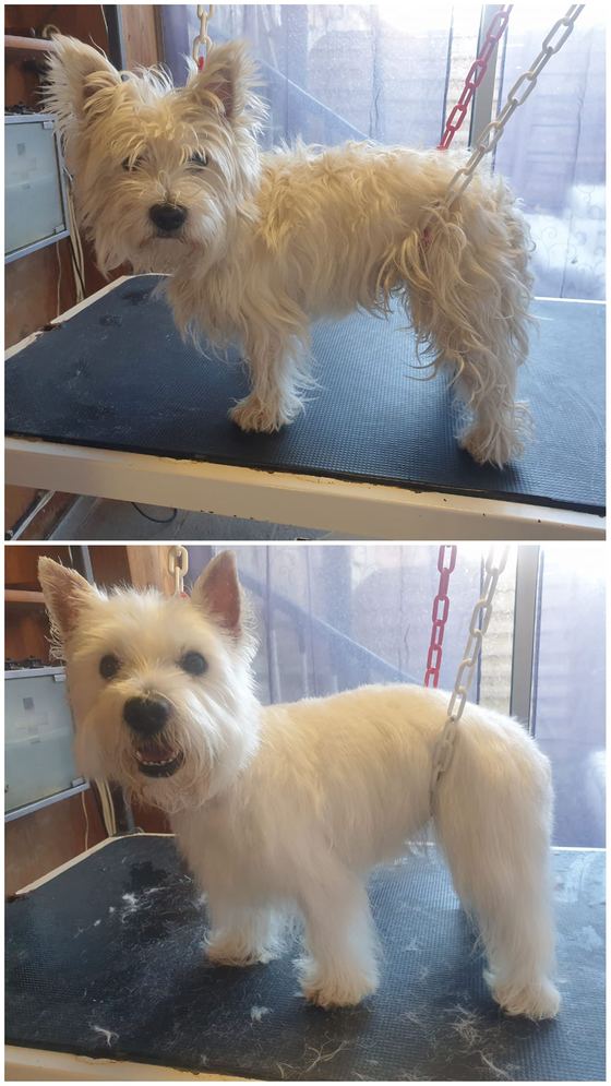 Chien avant et après toilettage
