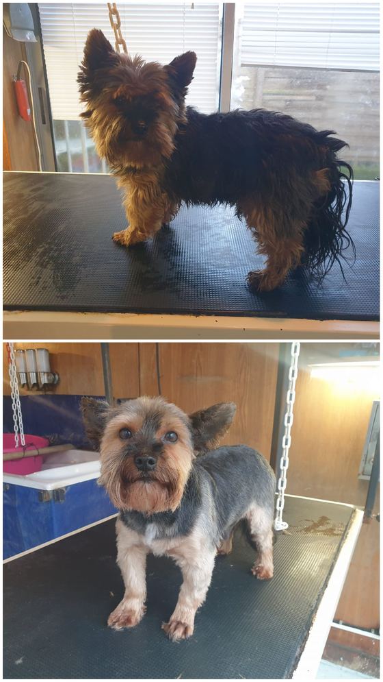 Chien avant et après toilettage