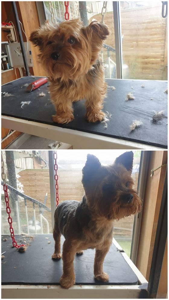 Chien avant et après toilettage